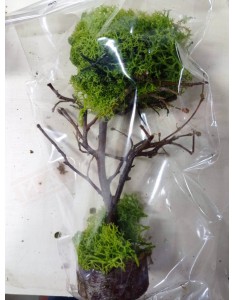 Albero con chioma di lichene per statuine da cm 4 a cm 12